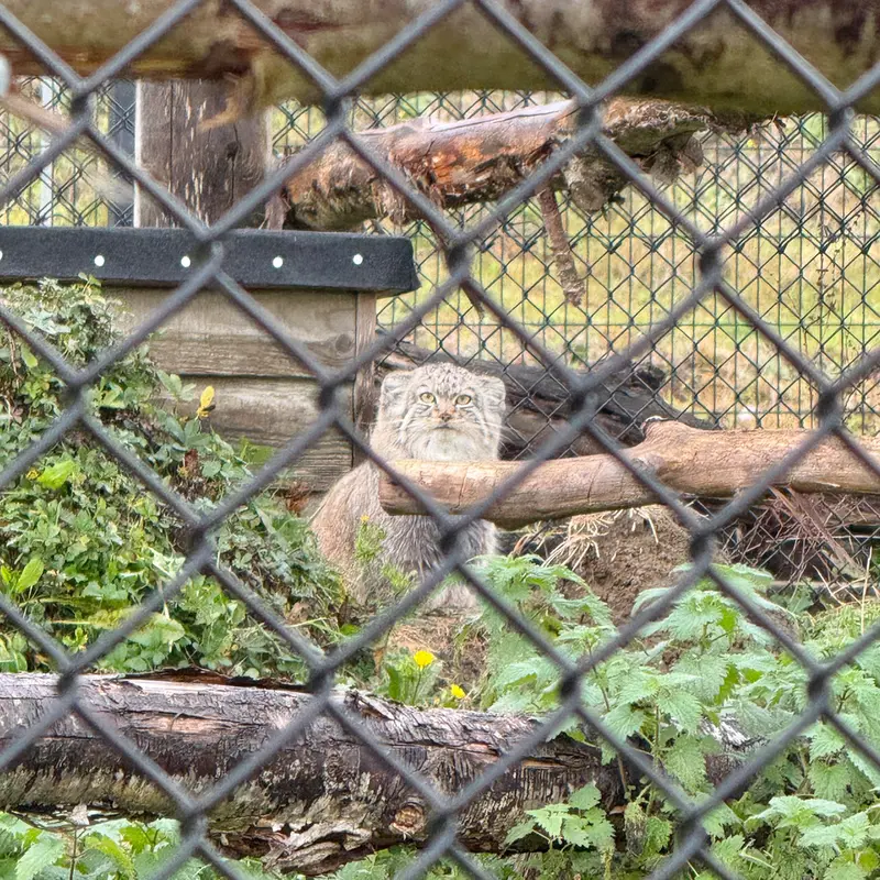 Фотография Хараа в Парке диких животных Порт-Лимпн