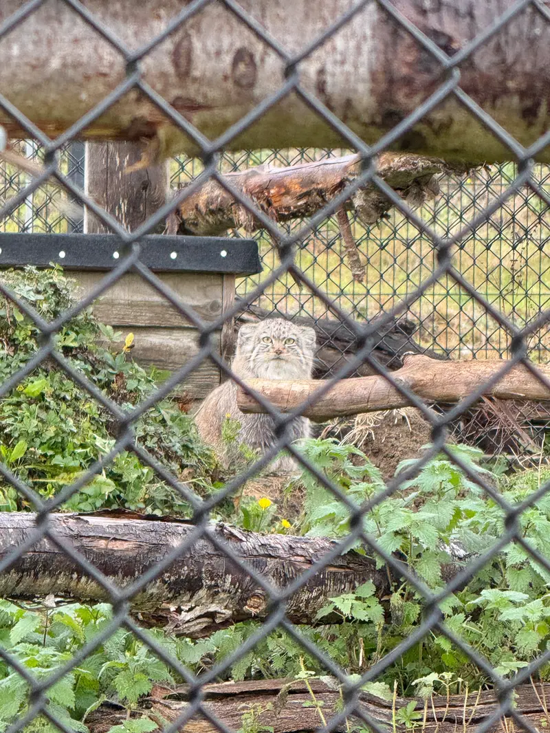 Фотография Хараа в Парке диких животных Порт-Лимпн