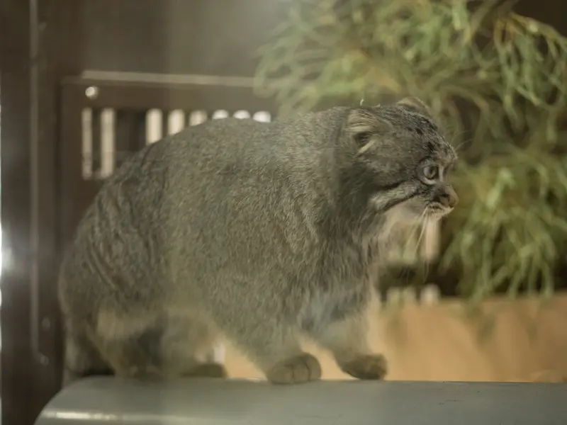 Фотография Фиги в Зоопарке Ногеяме