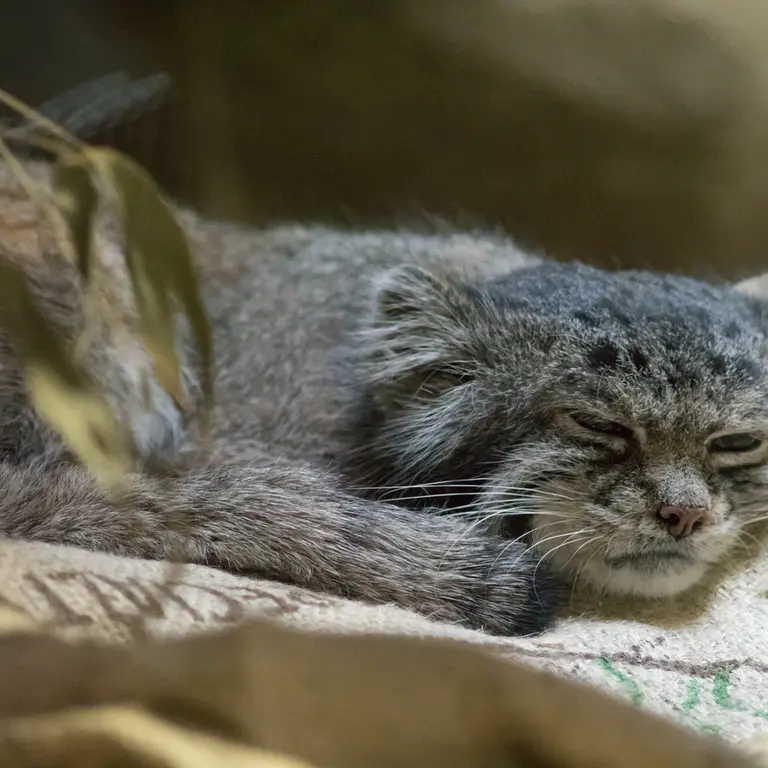 Фотография Клёна в Зоопарке Уено