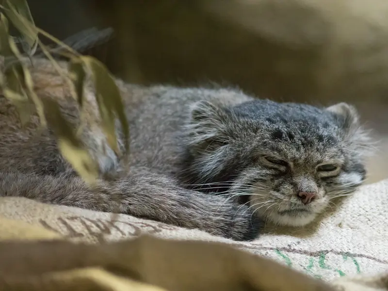 Фотография Клёна в Зоопарке Уено