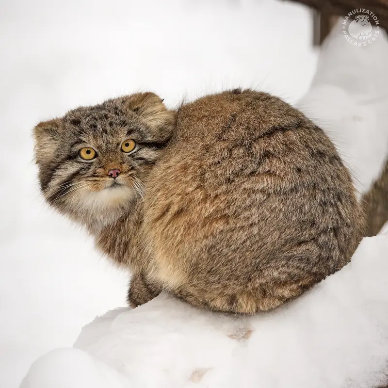 Фотография Менсу в Новосибирском Зоопарке