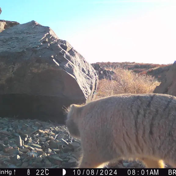 Фотография Сибирского Манула с фотоловушки Киикбай [новинка]