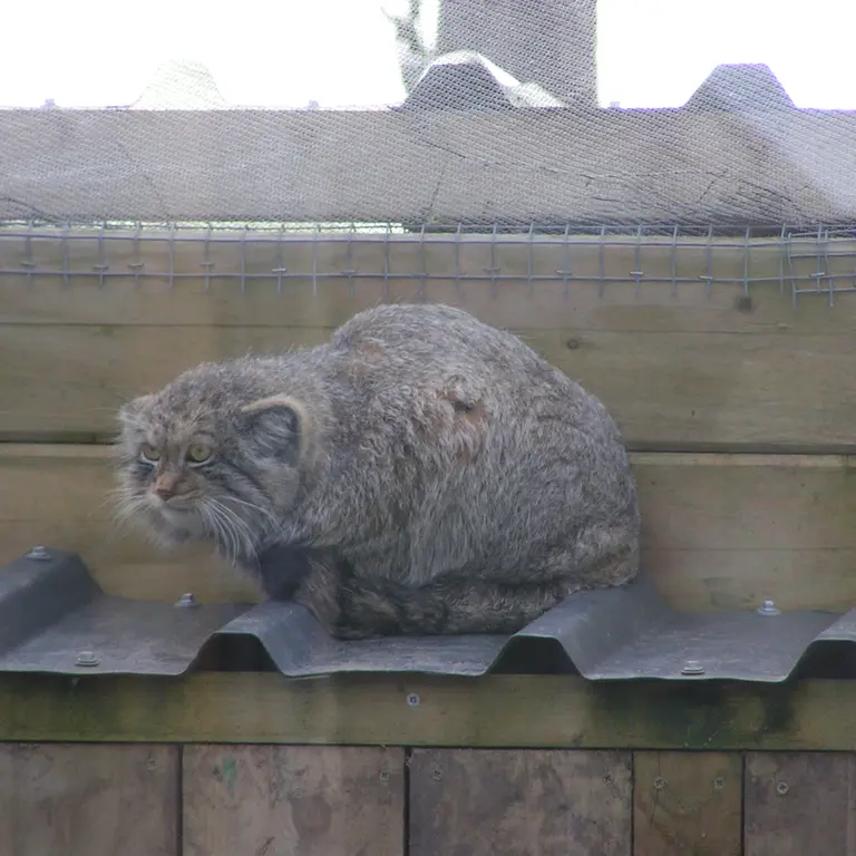 Фотография Алтая в Лэйклэнде Вайлдлайф Оазисе