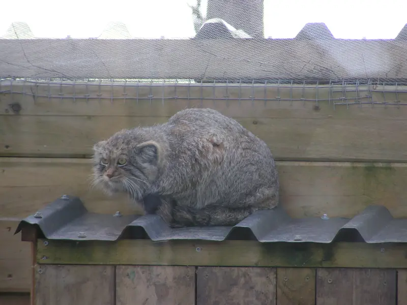 Фотография Алтая в Лэйклэнде Вайлдлайф Оазисе