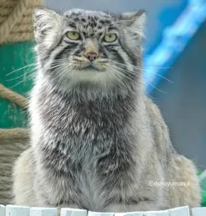 Фотография Фанфана в Чюшюйском Зоопарке