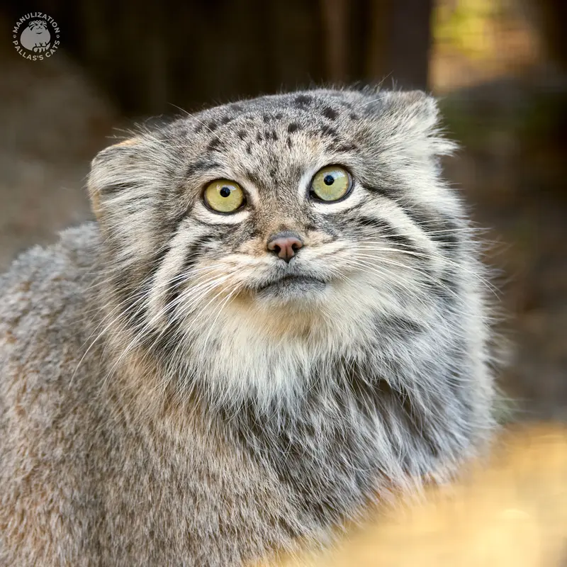 Фотография Сибирячки в Зоопарке Хомутов