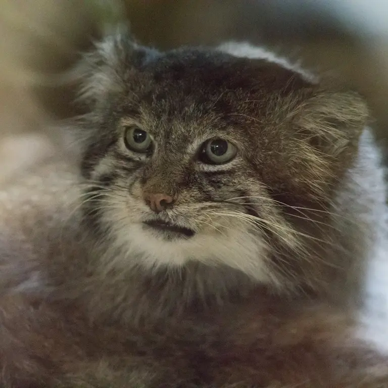 Фотография Клёна в Зоопарке Уено