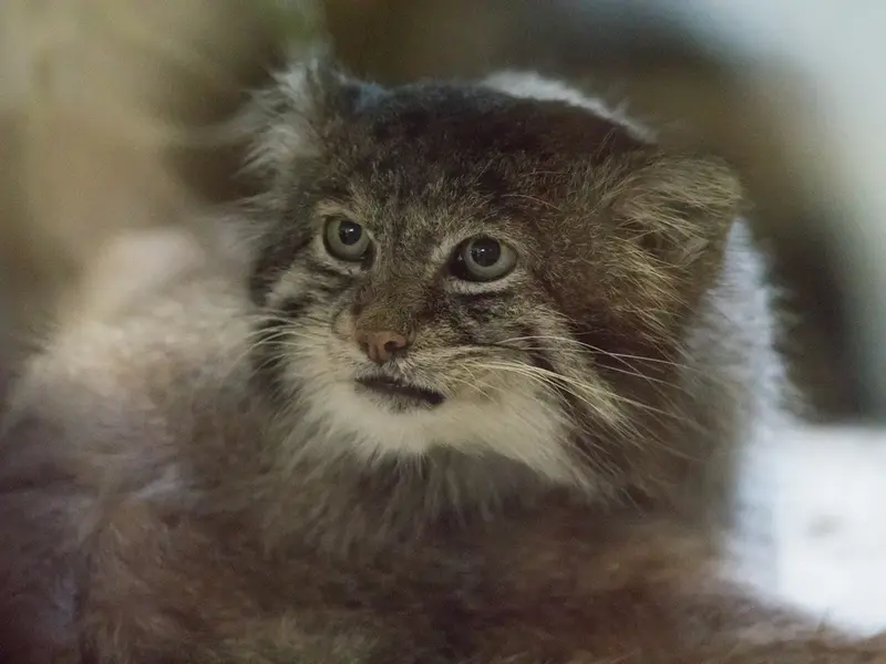 Фотография Клёна в Зоопарке Уено