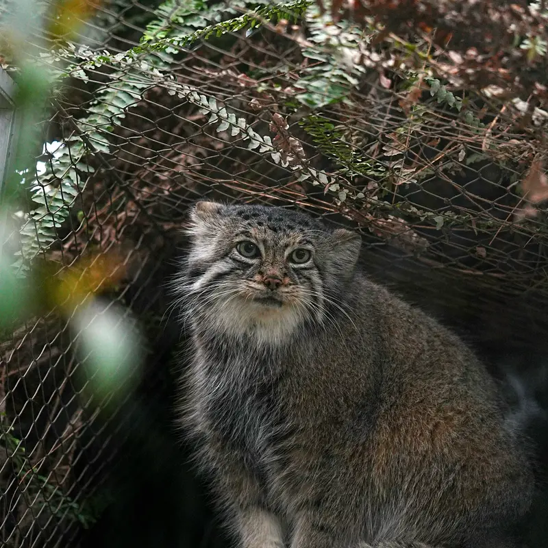 Фотография Аз в Царстве Животных Кобе