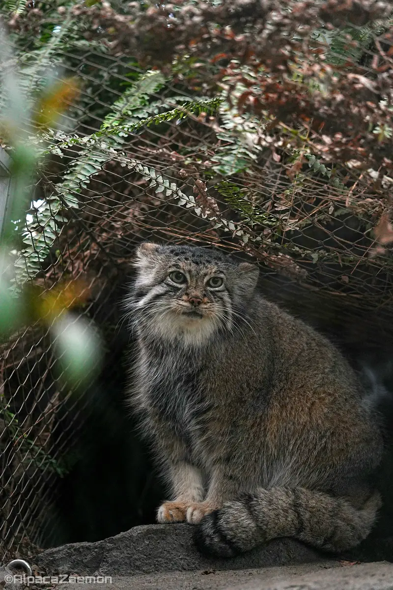 Фотография Аз в Царстве Животных Кобе
