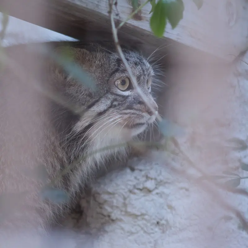 Фотография Фиги в Зоопарке Ногеяме