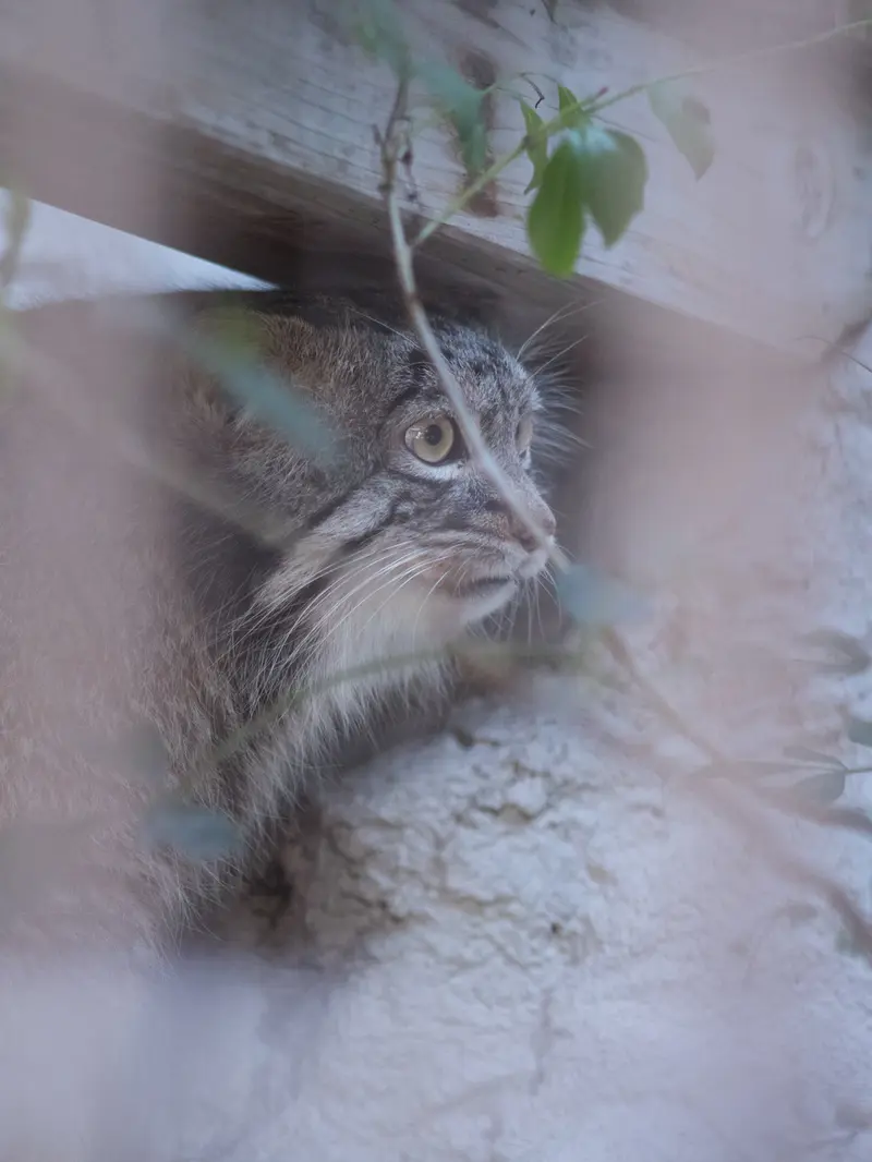 Фотография Фиги в Зоопарке Ногеяме