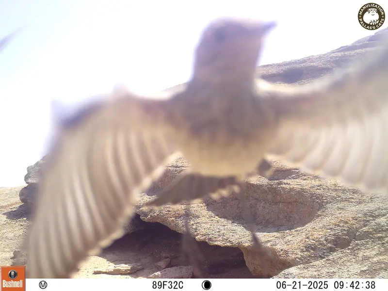 Фотография с манулом с фотоловушки Бектауата 1