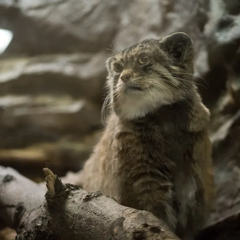 Фотография Примулы в Зоопарке Уено