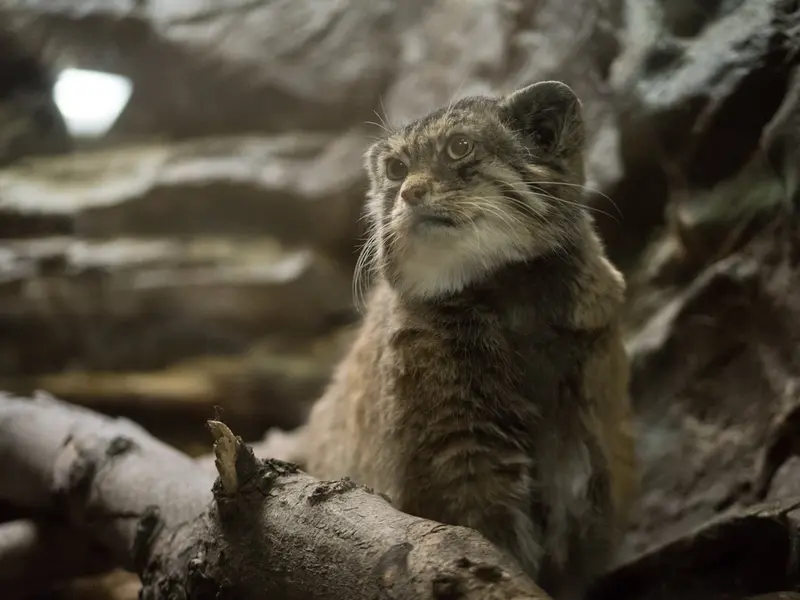 Фотография Примулы в Зоопарке Уено