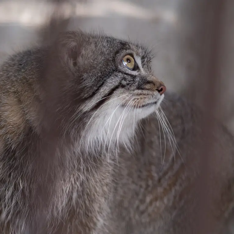 Фотография Фиги в Зоопарке Ногеяме