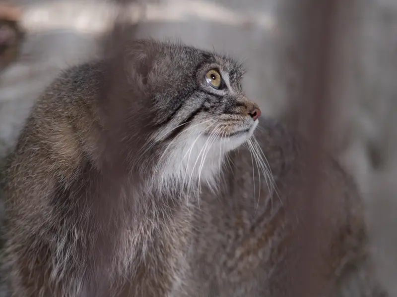 Фотография Фиги в Зоопарке Ногеяме