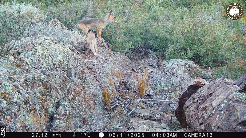 Фотография Рыжаи Лисица с фотоловушки Жунды 3 [новинка]