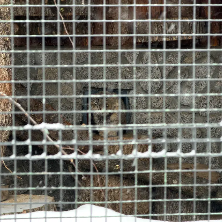 Фотография Свэна в Ленинградском Зоопарке