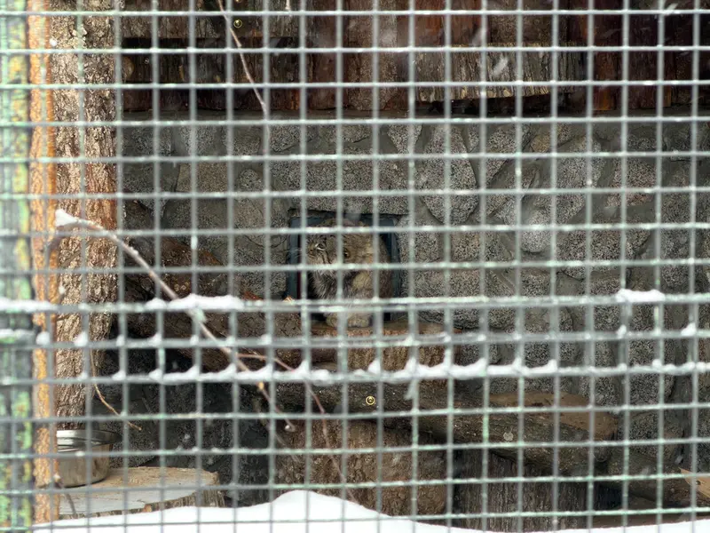 Фотография Свэна в Ленинградском Зоопарке