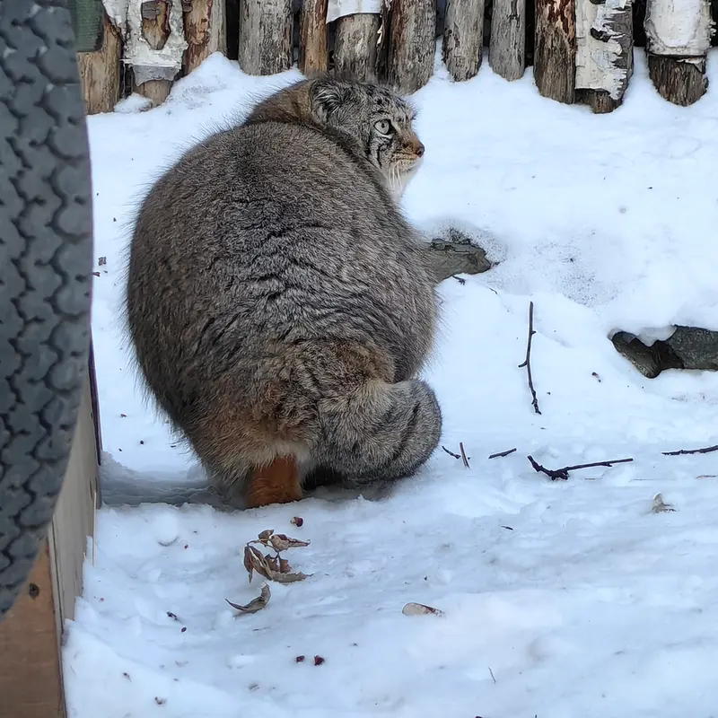 Фотография Евы в Новосибирском Зоопарке