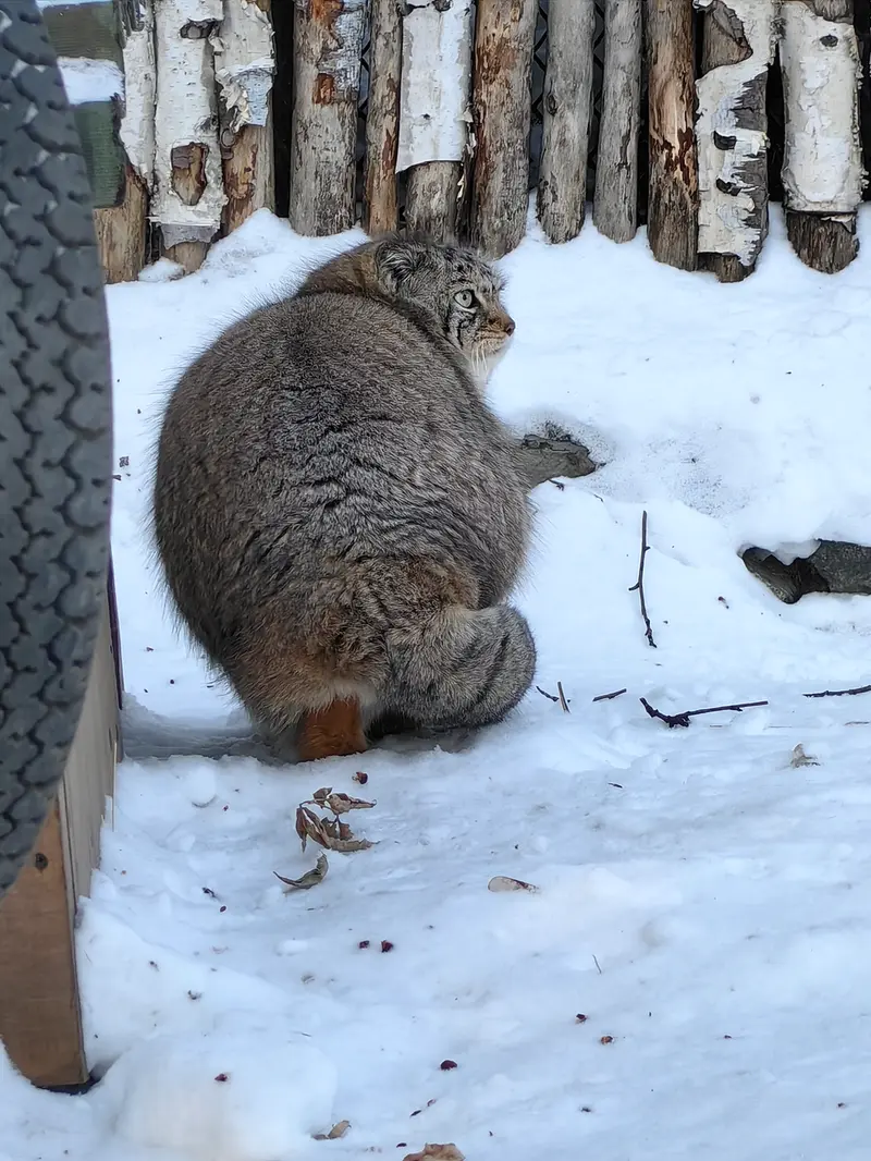 Фотография Евы в Новосибирском Зоопарке