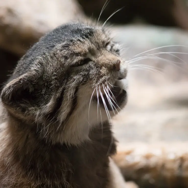 Фотография Примулы в Зоопарке Уено