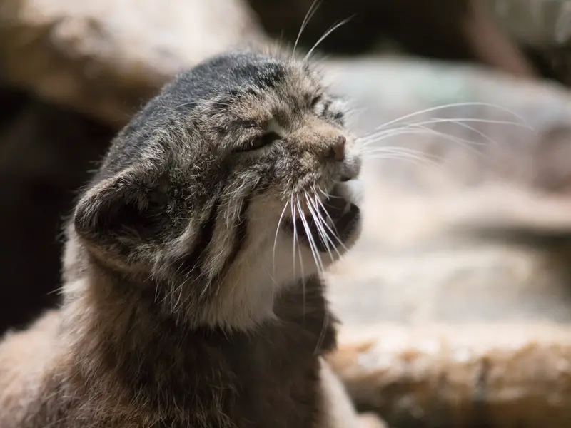 Фотография Примулы в Зоопарке Уено