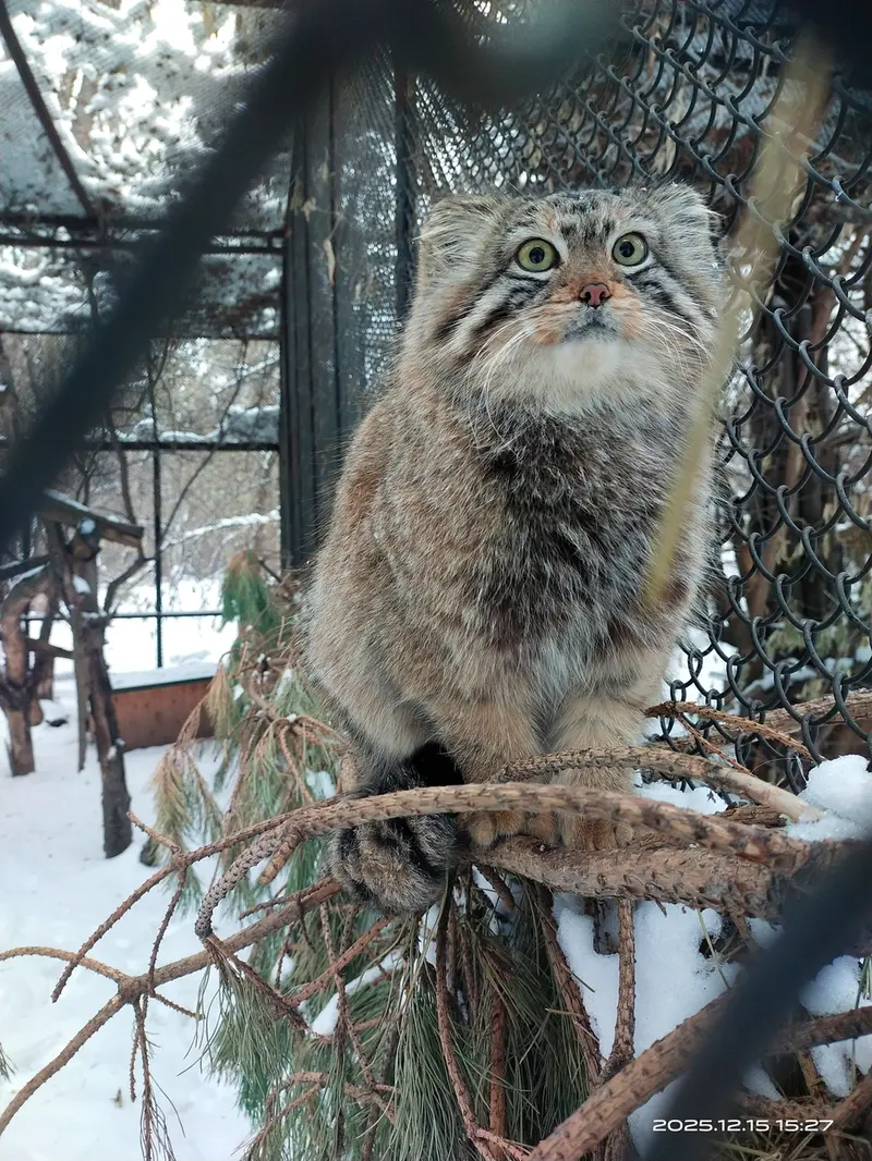 Фотография Сычика в Новосибирском Зоопарке