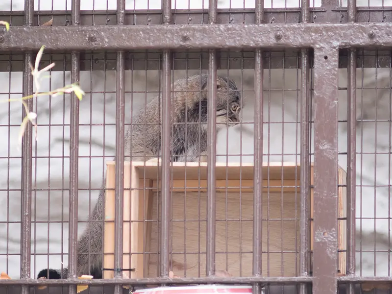 Фотография Фиги в Зоопарке Ногеяме