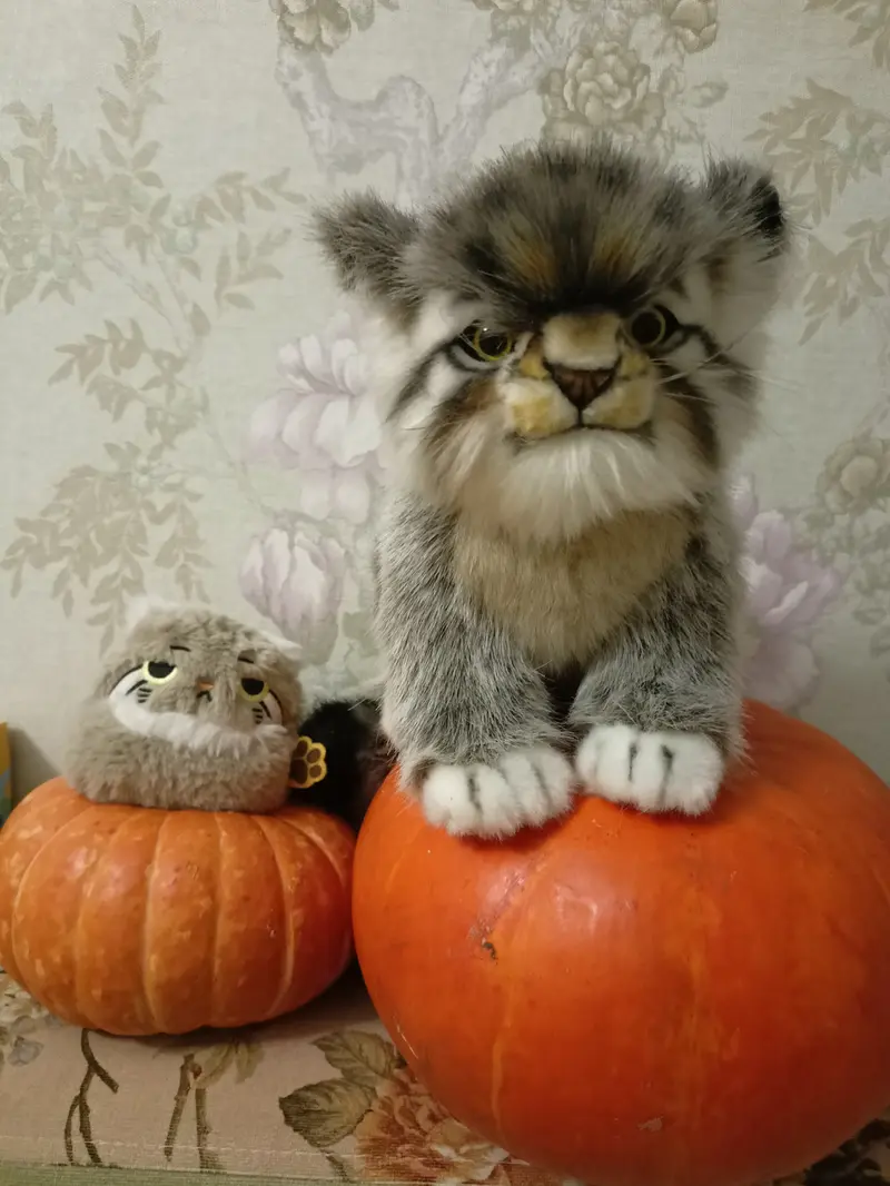 Фотография с манулом