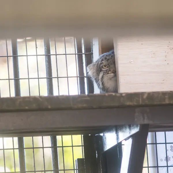 Фотография Фиги в Зоопарке Ногеяме