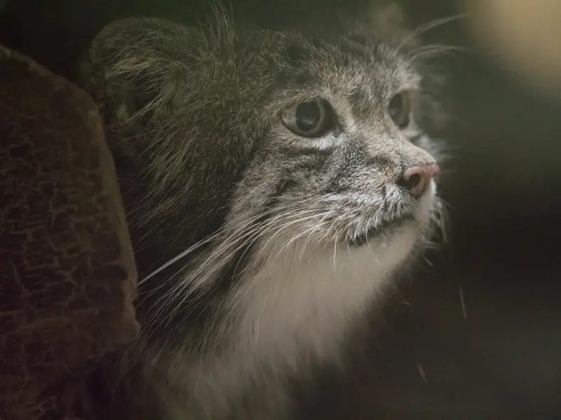 Фотография Клёна в Зоопарке Уено