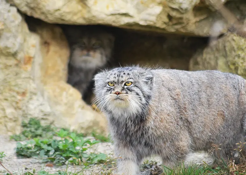 Фотография Гор-Йе и Кары в Парке диких животных Порт-Лимпн