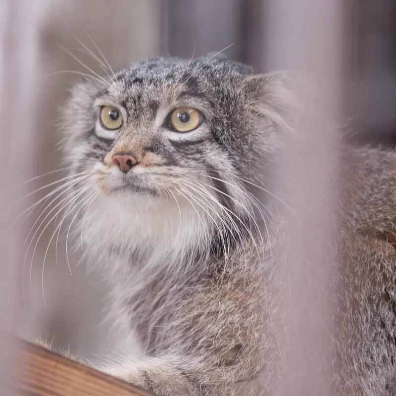 Фотография Фиги в Зоопарке Ногеяме
