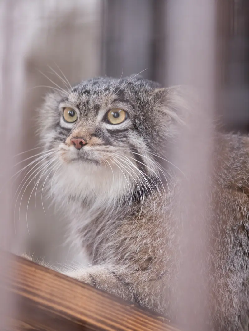 Фотография Фиги в Зоопарке Ногеяме