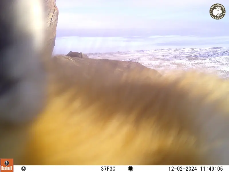 Фотография Рыжаи Лисица с фотоловушки Кошкар