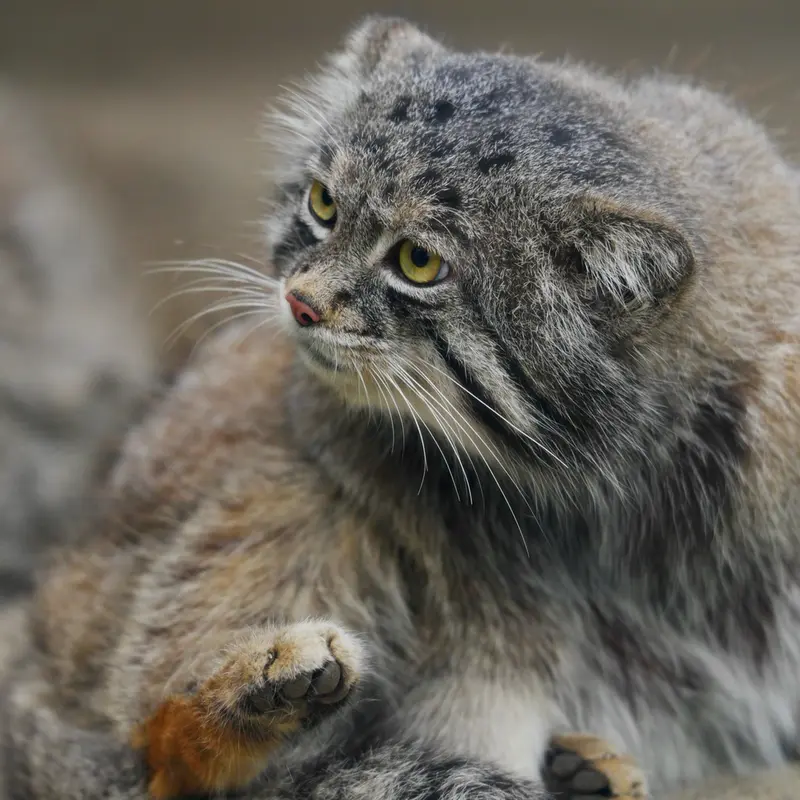 Фотография Нара в Царстве Животных Кобе