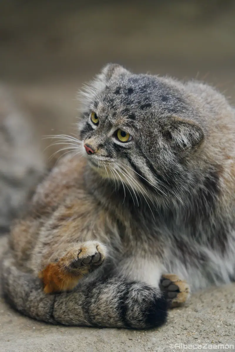 Фотография Нара в Царстве Животных Кобе