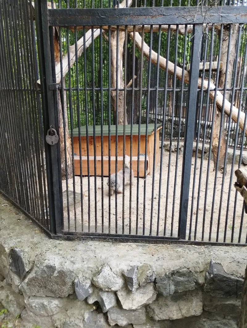 Фотография с манулом в Новосибирском Зоопарке