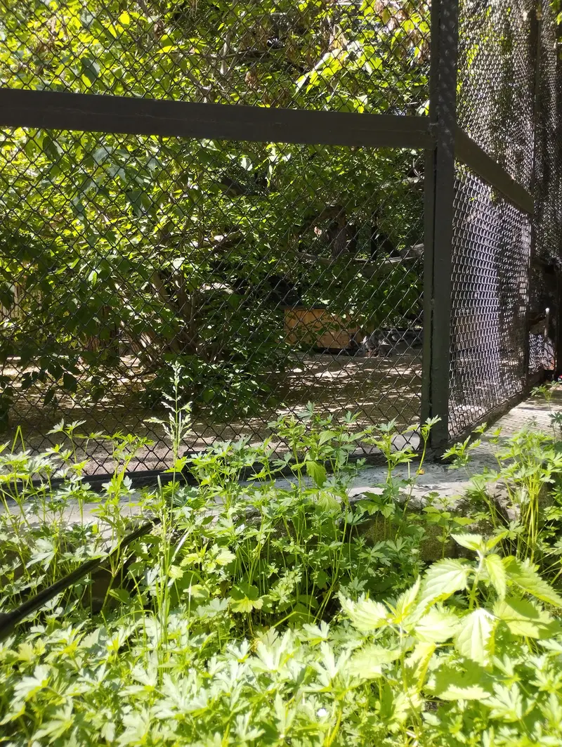 Фотография Снежинки в Новосибирском Зоопарке