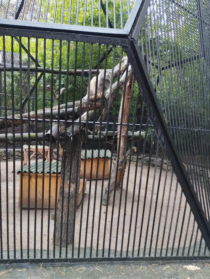 Фотография с манулом в Новосибирском Зоопарке