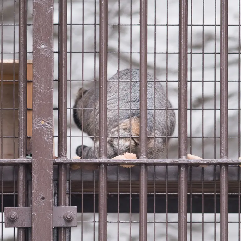 Фотография Фиги в Зоопарке Ногеяме