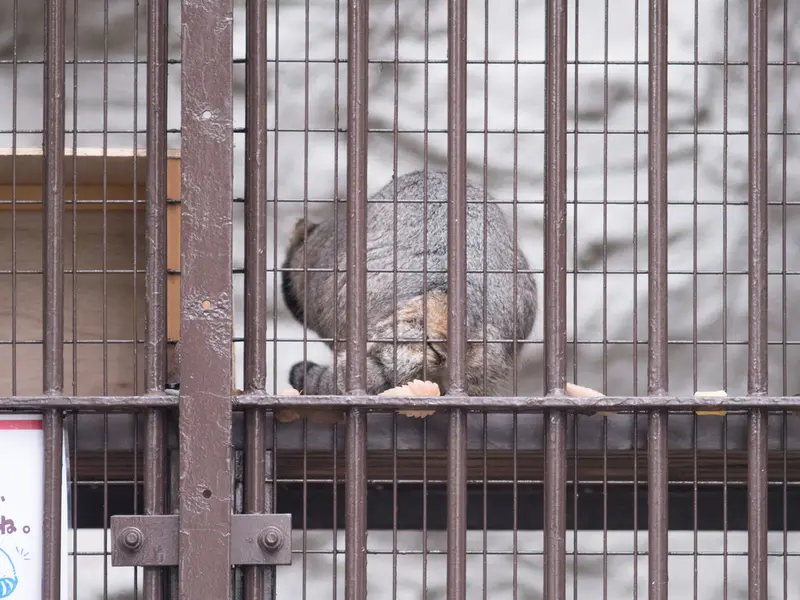 Фотография Фиги в Зоопарке Ногеяме