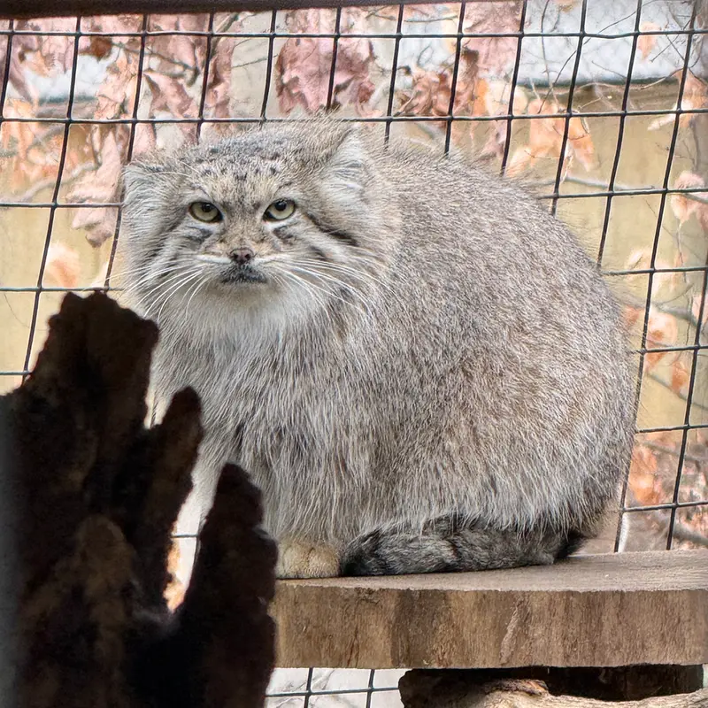 Фотография Акар в Смитсоновском Национальном Зоопарке
