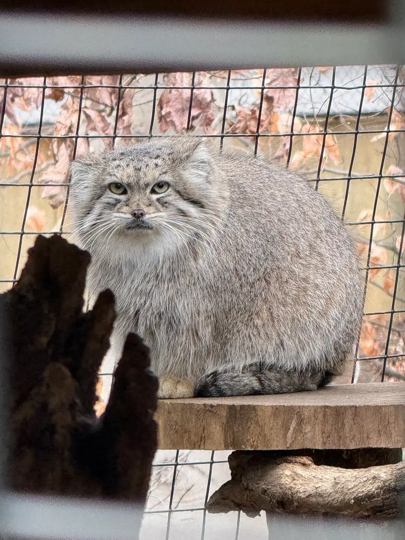 Фотография Акар в Смитсоновском Национальном Зоопарке