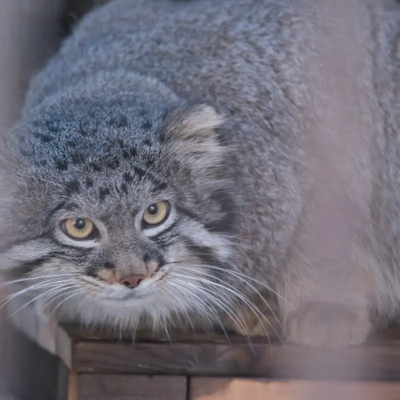 Фотография Фиги в Зоопарке Ногеяме