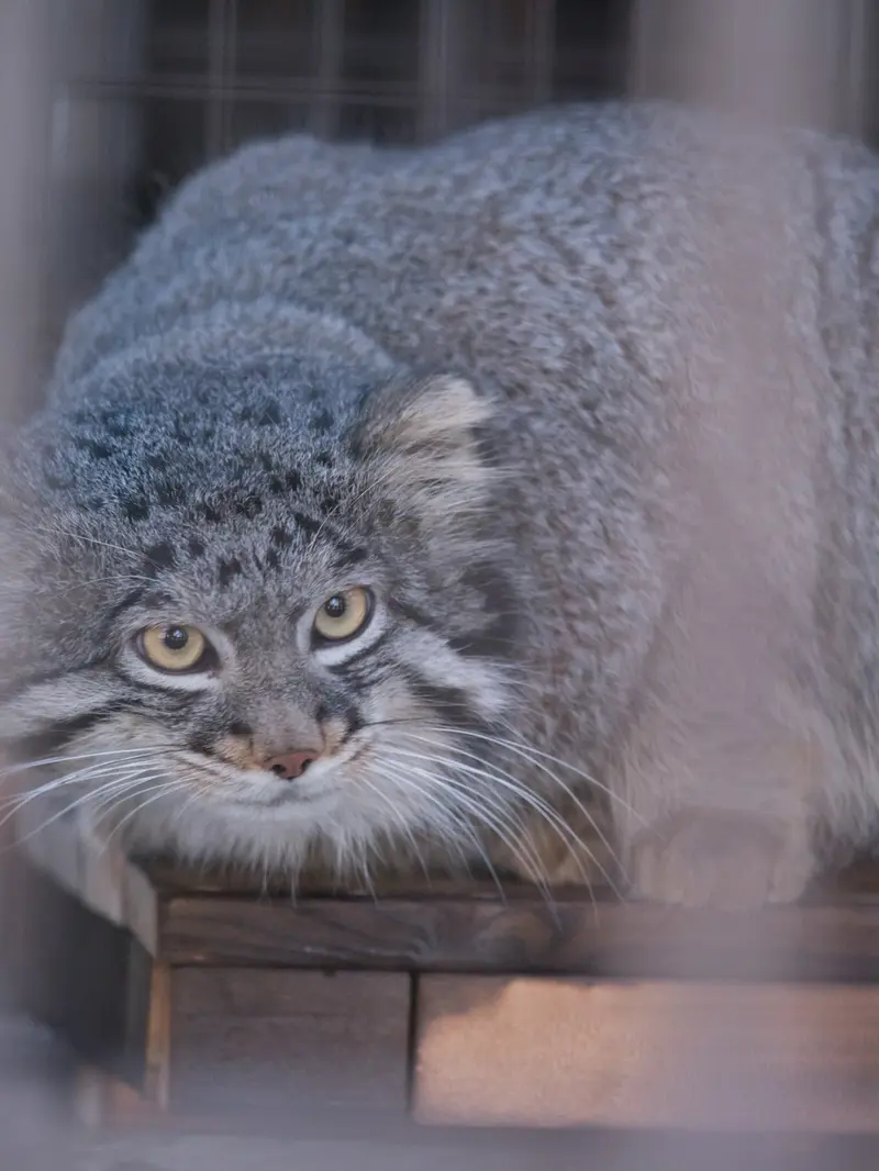 Фотография Фиги в Зоопарке Ногеяме