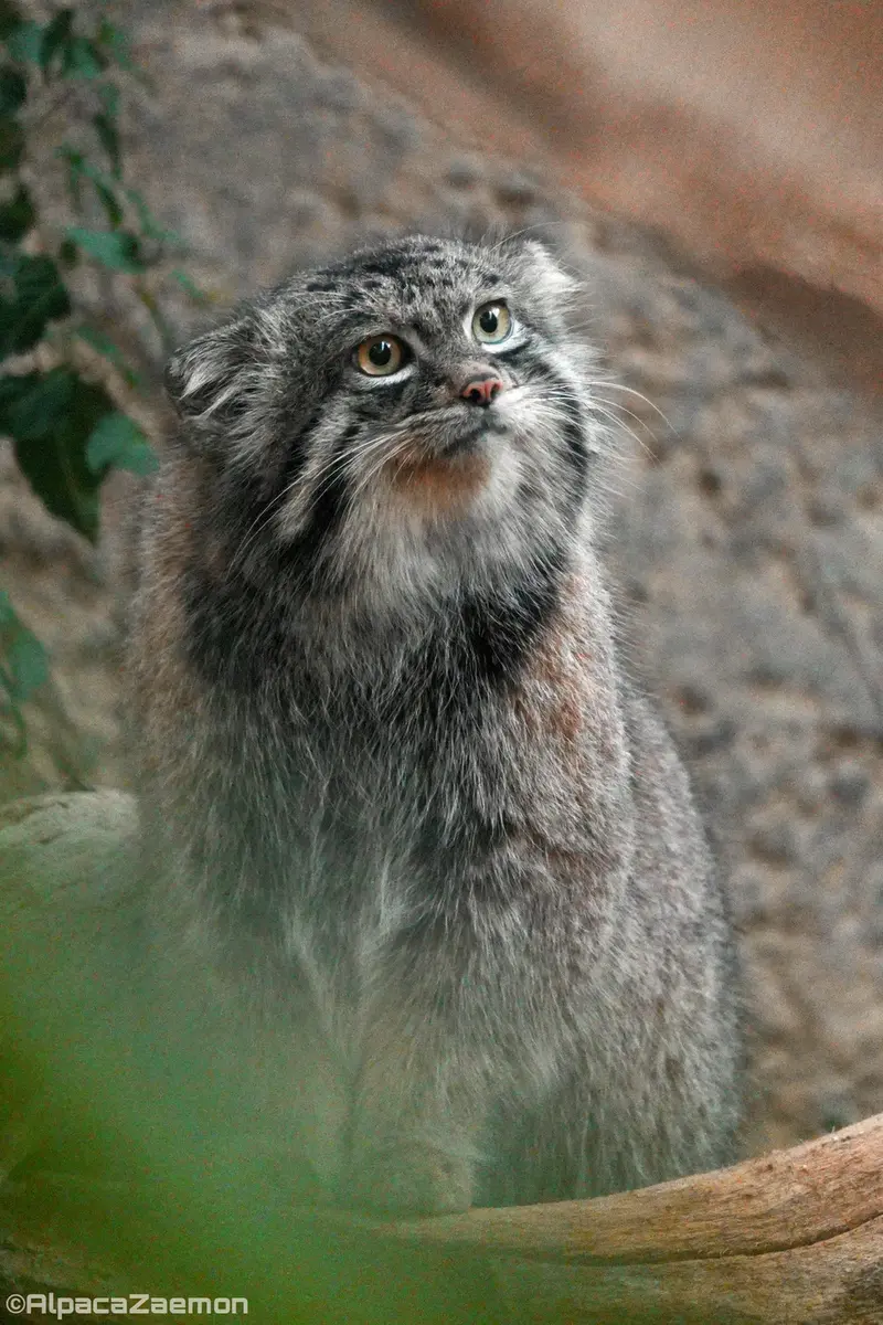 Фотография Нара в Царстве Животных Кобе